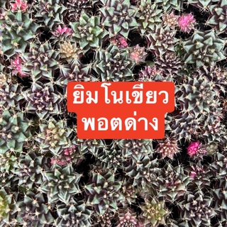 แคคตัส ยิมโนเขียวจากพอตด่าง ราคาพิเศษ ลดแรง🎉
