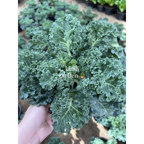 ต้นเคล โมโกราม่า (kale) คะน้าเคล หรือคะน้าใบหยิก 🍀🍀