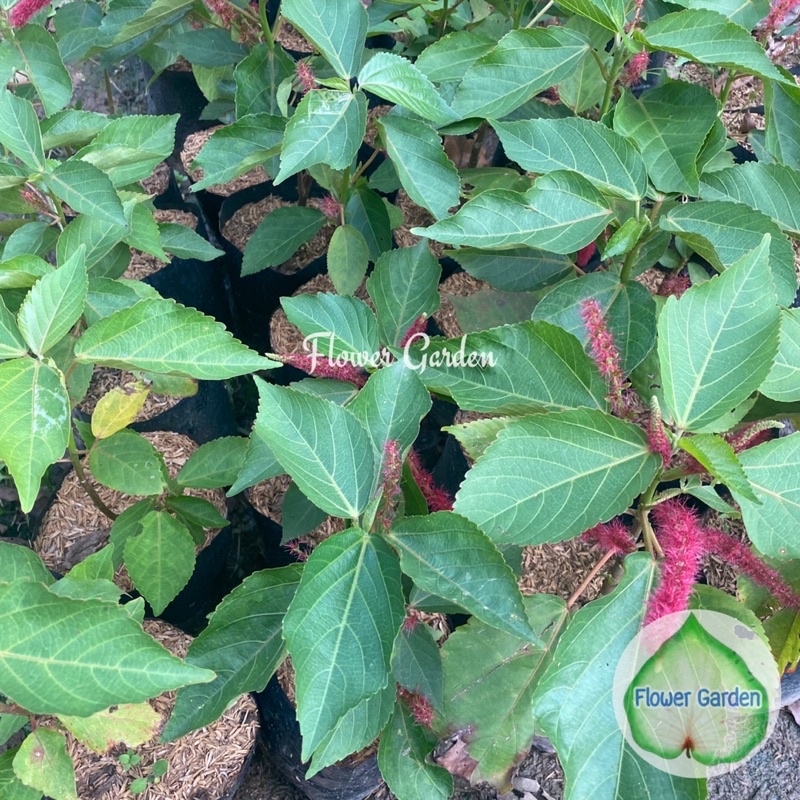 F262 ต้นหางกระรอก Acalypha Hispida สมุนไพร ดอกสีแดง แบบถุง พร้อมส่ง ราคา ถูกที่สุด ดีลบีเคเค แกลเลอรีภาพที่ 4