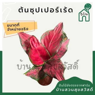 ซุปเปอร์เร้ด ในกระถางพร้อมตั้ง