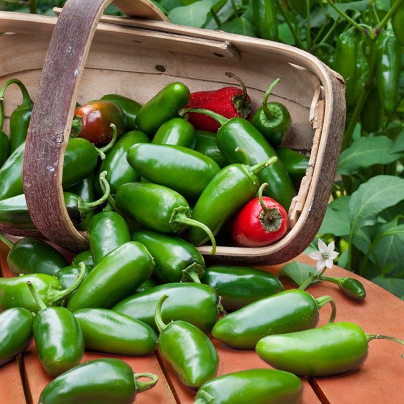 พริกจาราปิโน่ Jalapeno Mexican Pepper (เมล็ด OP)