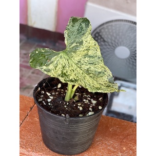 เงินไหลมาด่าง โมจิโต้ ฮอลแลนด์ Syngonium Mojito Variegated Halland