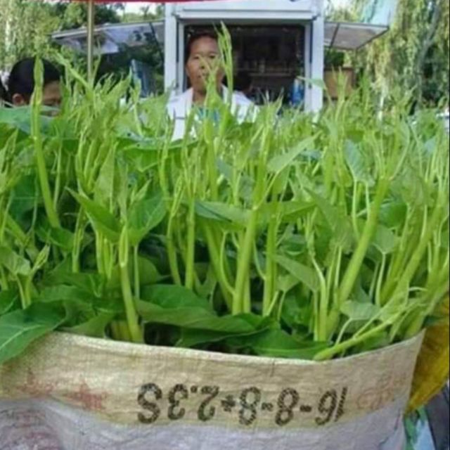 เมล็ดพันธุ์ผักบุ้งแก้ว ซื้อ 1 แถม 1