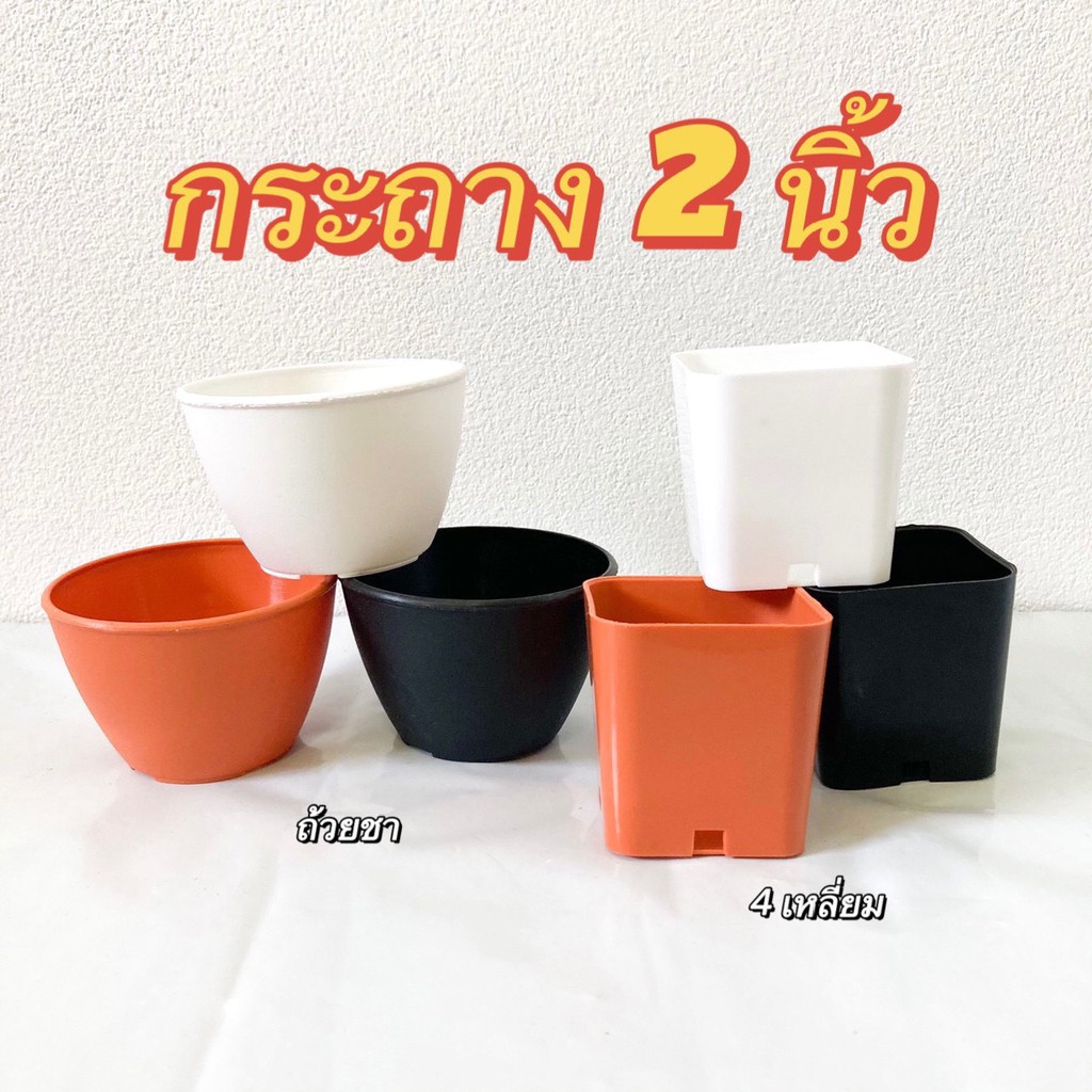 WOOKEE กระถางพลาสติก 2 นิ้ว แบบเหลี่ยมและกลม สำหรับกระบองเพชร หรือแคคตัส