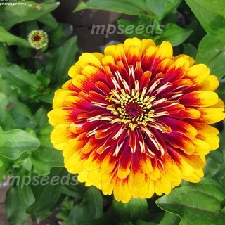เมล็ดพันธุ์ บานชื่นแฟนซี / บานชื่นตุรกี คละสี 0.5 กรัม ( 50+ เมล็ด) Mazurka & Macarena Zinnia Mix
