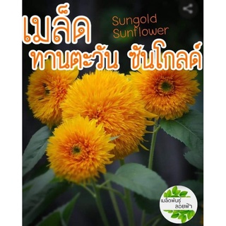 เมล็ดพันธุ์ ทานตะวัน ซันโกลด์10  เมล็ด Sungold Sunflower Seed เมล็ดพันธุ์