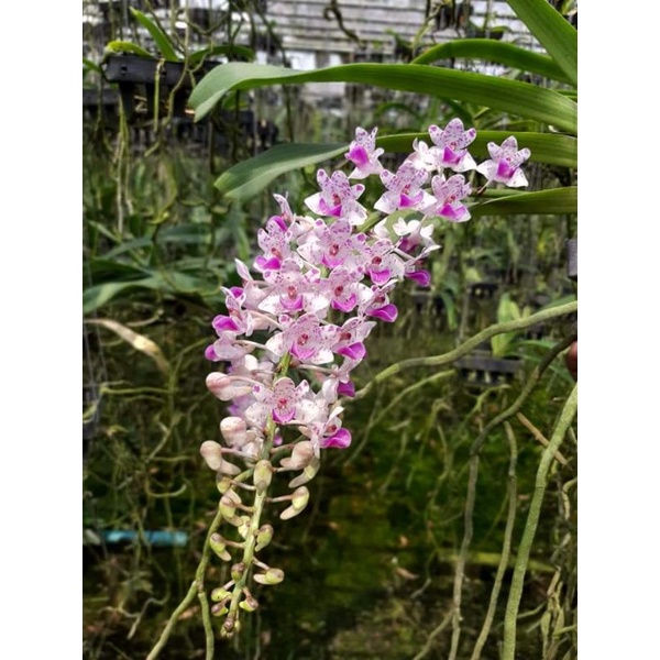 กล้วยไม้ช้างช่อชะลูด ลูกผสมช้างกับไอยเรศ ช่อแน่นยาว มีกลิ่นหอม ให้ดอกช่วงปลายหนาวต้นร้อน กุมภา-มีนา