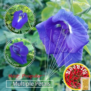 เมล็ดพันธุ์ดอกอัญชันสีฟ้า (หลายกลีบ) Clitoria Ternatea, Asian Pigeonwings,Bluebellvine, Blue Pea, Darwin P Seeds LL4D