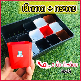 🍀เซ็ตถาดไดโซะเล็ก พร้อมกระถาง 2 นิ้ว สี่เหลี่ยม 12 ใบ 🍀 ถาดเพาะต้นกล้า ถาดเพาะต้นอ่อน ถาดเพาะ กระถางแคคตัส กระบองเพชร