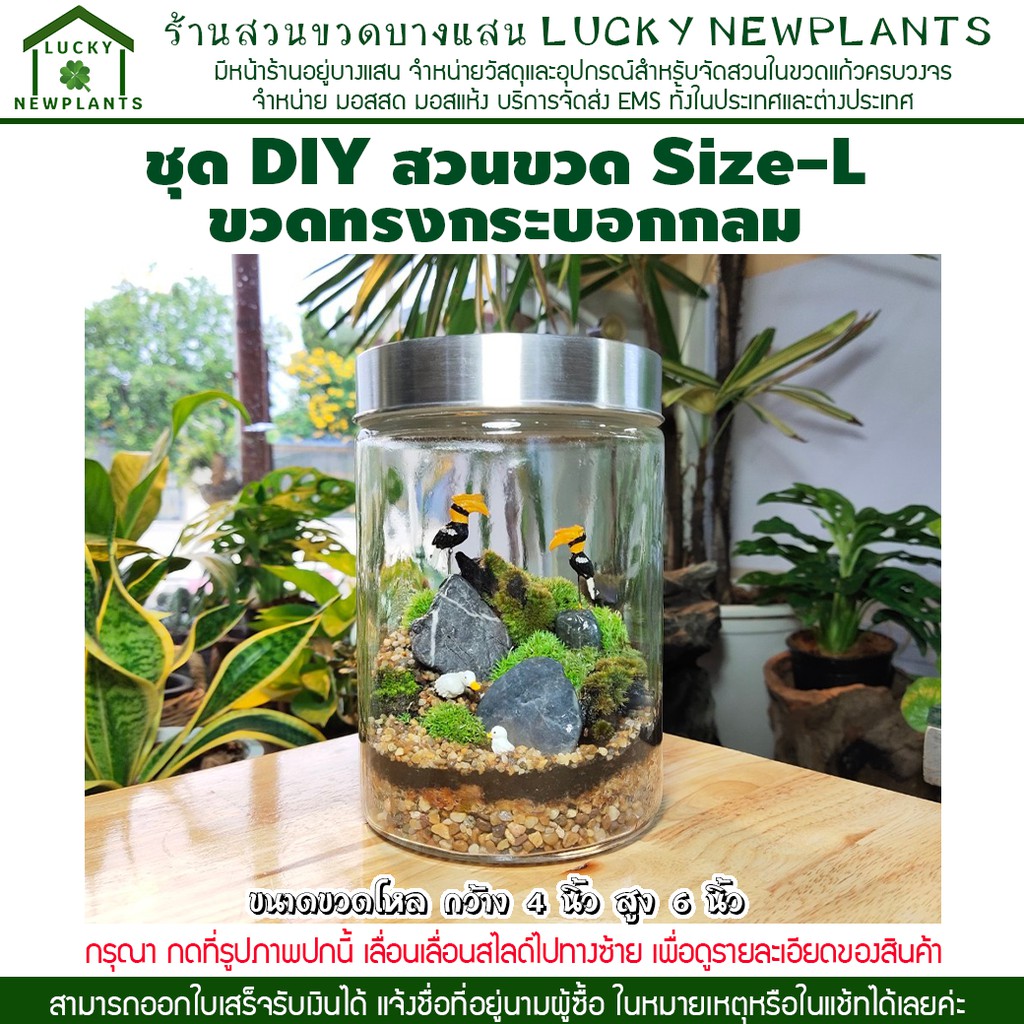 ชุดจัดสวน ในขวดแก้ว DIY โหลไซต์ L ขวดแก้วทรงกระบอกกลม