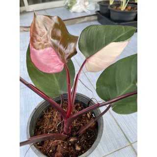 Philodendron Pink Princess