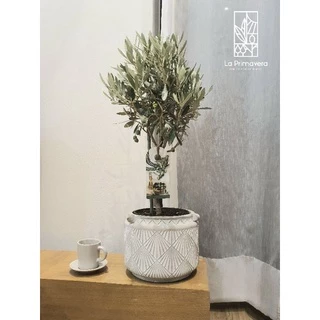 Olea Europaea 'Leccino' 🌿 ขนาด 50-60 cm จากร้าน ลา พรีมา เวร่า ***มีสินค้าในสต๊อก สั่งได้เลย***