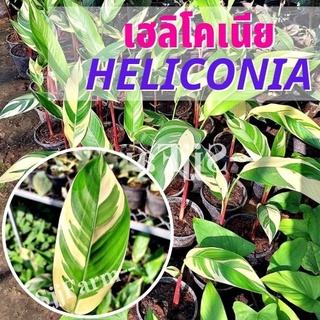 (1 ต้น)พร้อมจัดส่ง ต้นเฮลิโคเนียด่างลายฟลอริด้า Variegated heliconia ต้นธรรมรักษา ไม้ฟอกอากาศ คละความสูง/ต้น ส่งยกกระถาง