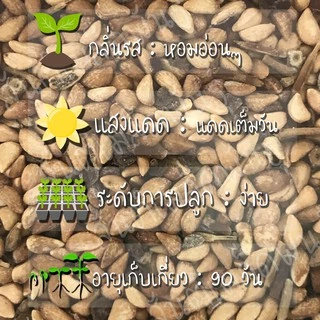 เมล็ดพันธุ์ กุหลาบเลื้อย กุหลาบ สีชมพู 20 เมล็ด Pink Rose Seed เมล็ดพันธุ์แท้ นำเข้าจากต่างประเทศ ปลูกผัก สวนครัว ถูกดี