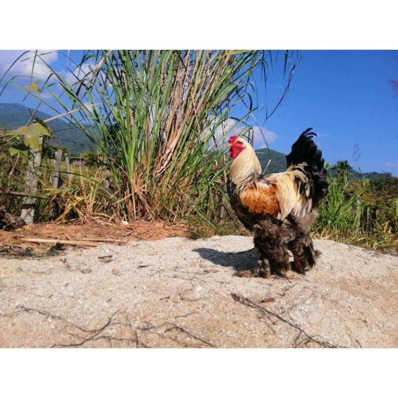 รูปภาพ 5