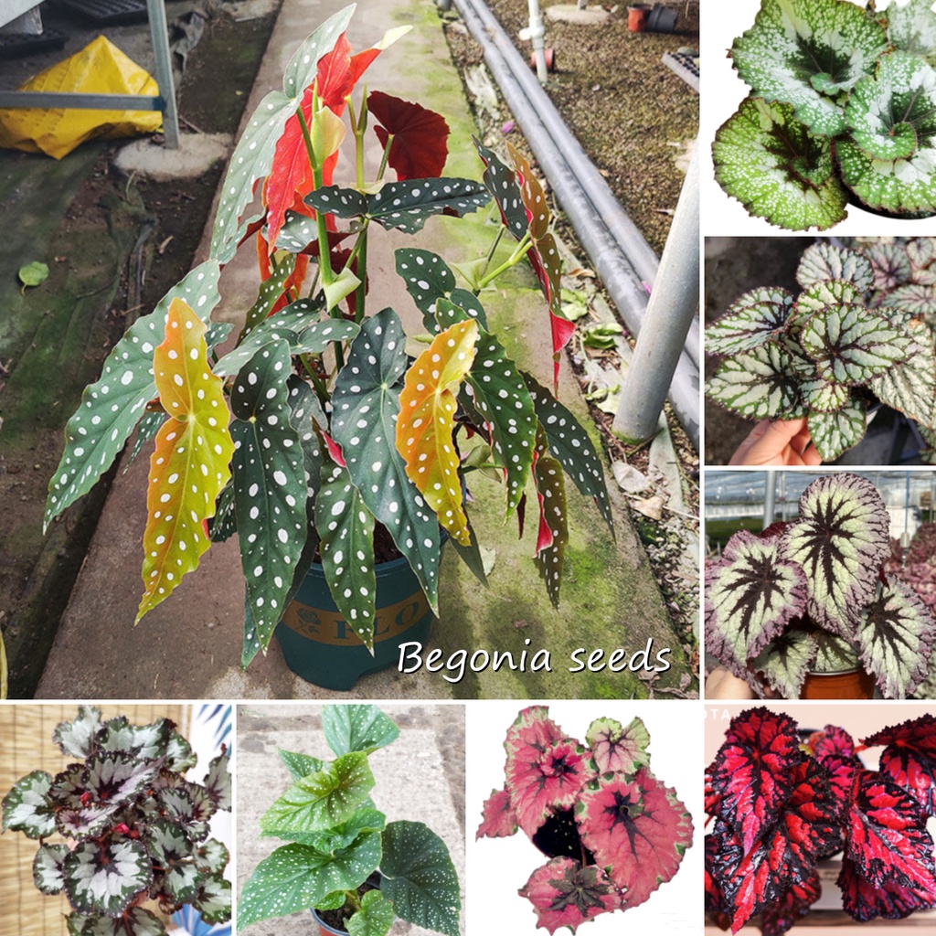 【ของแท้ 100% 】Good Quality บีโกเนีย Mixed Colors Begonia Plants Seeds (50 Seeds) Hosta Plantaginea F