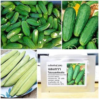 เมล็ดพันธุ์ แตงกวาโฮมเมดพิคเคิล (Homemade Pickles Cucumber Seed) บรรจุ 40 เมล็ด คุณภาพดี ของแท้ 100%