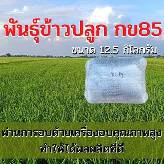 พันธุ์ข้าวปลูก กข85 เมล็ดพันธุ์ ข้าวปลูก กข85 เมล็ดพันธุ์ข้าว พันธุ์ข้าว กข.85 ให้ผลผลิตดี (12.5 กิโล)