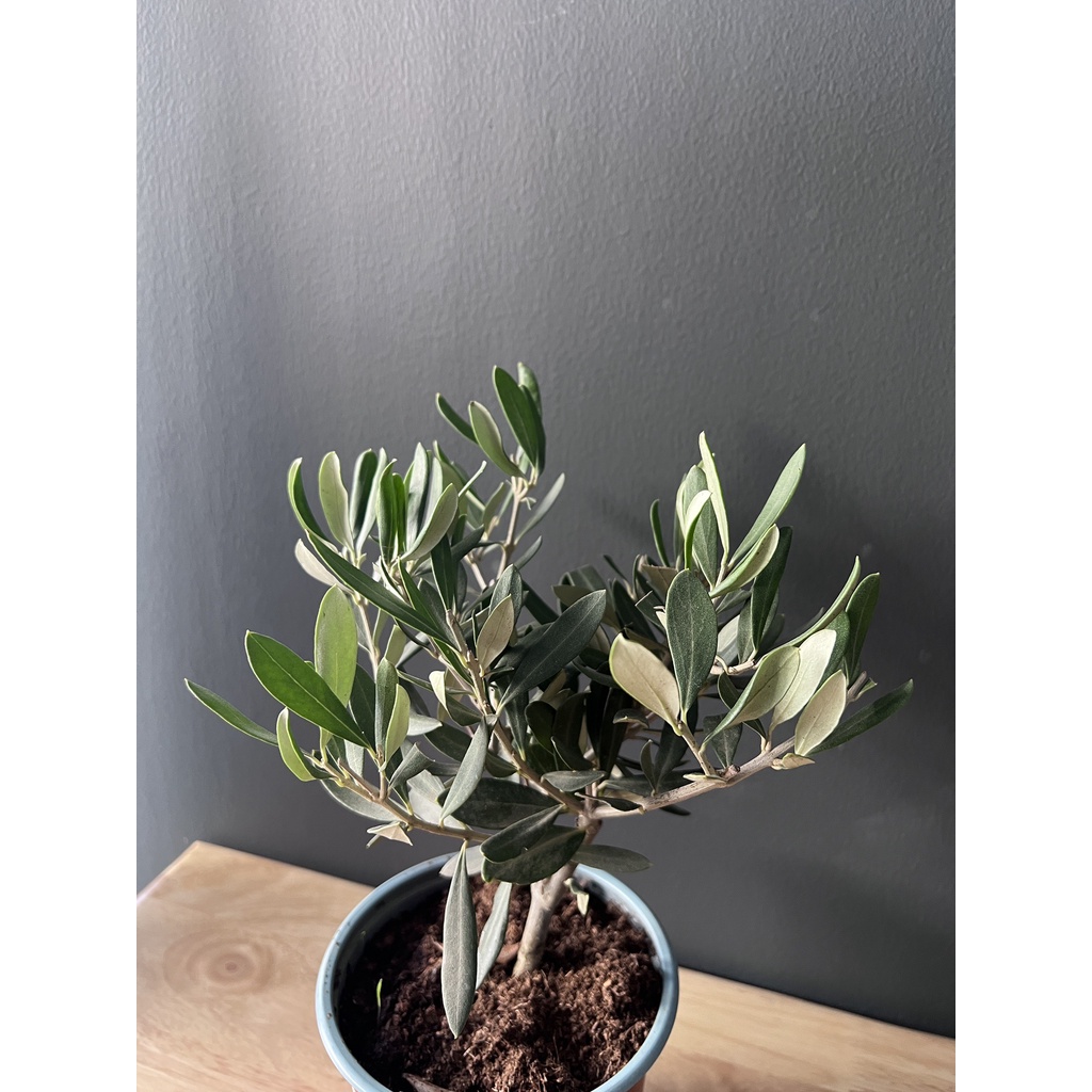 มุมมอง 2