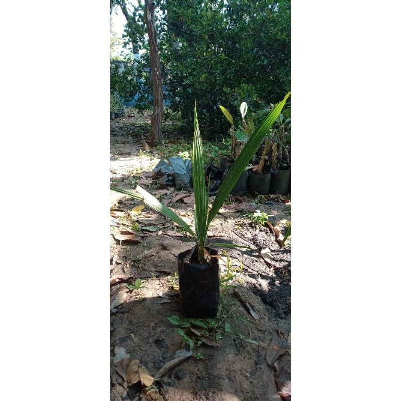 ต้นอินทผาลัม พันธุ์บาฮี ลูกใหญ่กลอบหวาน (ต้นเล็ก)