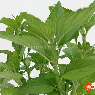 ต้นเปปเปอร์มิ้นต์ ใบหอม มิ้น rmint ในถุงดำ 5.5 นิ้ว ต้นมิ้น กลิ่นคล้ายยาสีฟัน