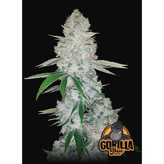 เมล็ดกัญขา Gorilla Glue Auto Fastbuds เมล็ดกัญขา เมล็ดค่าย fastbuds ของแท้ พันธุ์ Gorilla Glue Auto Fastbuds เพศเมีย