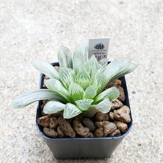 พร้อมส่ง!!ฮาโวเทีย Haworthia cooperi var. pilifera variegata Silver Swirlจัดส่งแบบล้างราก