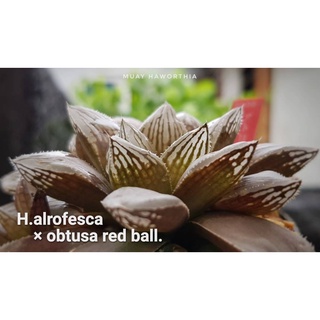 H.alrofesca x obtusa red ball A007