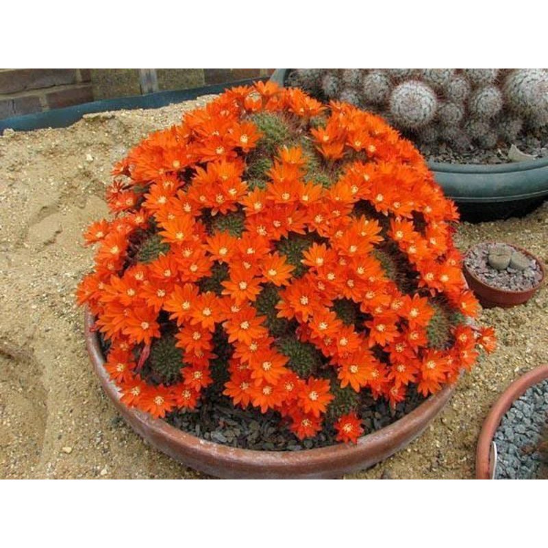 เมล็ดกระบองเพชร กระบองเพชร เมล็ดนำเข้า aylostera donaldiana cactus แคคตัส