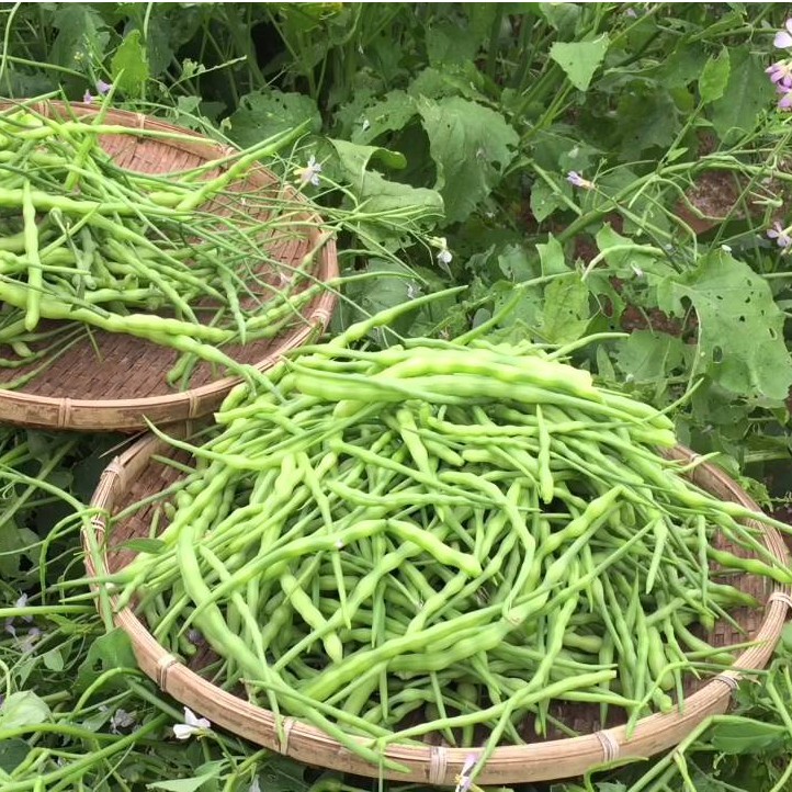 ผักขี้หูด ถูกที่สุด10บ. เมล็ดพันธุ์ผักขี้หูด 30 เมล็ด งอกง่าย โตไว พุ่มใหญ่ ทานอร่อย