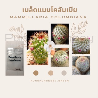 เมล็ดกระบองเพชร เมล็ดแคคตัส  เมล็ด Mammillaria columbiana 50 เมล็ด