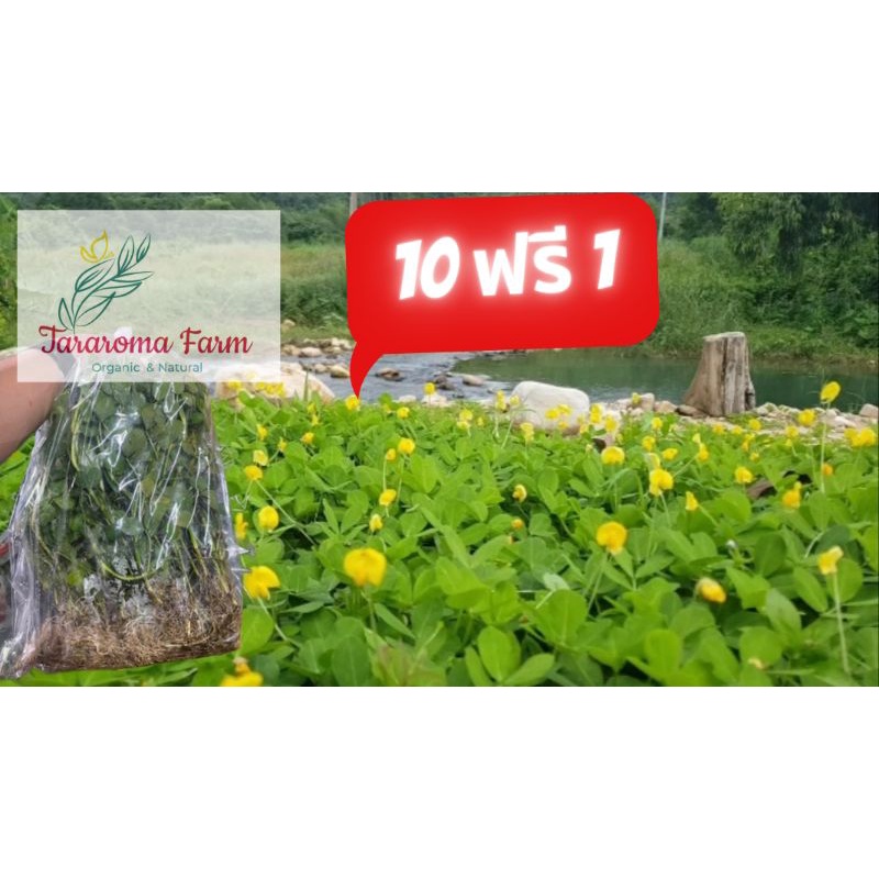 ต้นถั่วบราซิล รากเยอะ โตไว tararomafarm คลุมดินจัดสวนป้องกันวัชพืชกันหน้าดินพัง ส่งแบบล้างราก ซื้อ10แถม1 ธาราโรม่าฟาร์ม