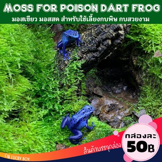 ชวามอส มอสสด มอสเขียวสำหรับเลี้ยงกบ มอสเลี้ยงกบ moss For Poison Dart Frog Vivarium Exotic pet