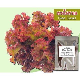 เมล็ดพันธุ์เรดโครอล (Red Coral) เมล็ดพันธุ์สลัดเรดโครอล สลัดเรดโครอล เมล็ดเรดโครอล ผักสลัด เมล็ดผักสลัด สลัด ปลูกผักสลัด