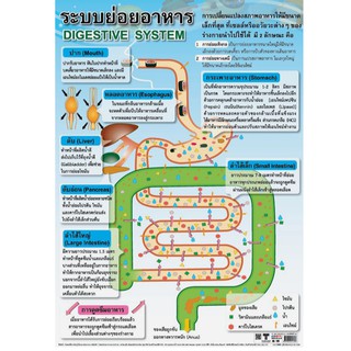 โปสเตอร์เรื่องระบบย่อยอาหาร #EQ-170 โปสเตอร์กระดาษ โปสเตอร์สื่อการเรียนการสอน