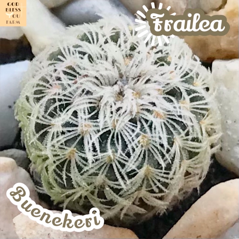 [เฟรเลียหนามเงิน] Frailea Buenekeri ส่งพร้อมกระถาง แคคตัส Cactus Succulent Haworthia ไม้อวบน้ำ พืชอวบน้ำ ไม้หนาม