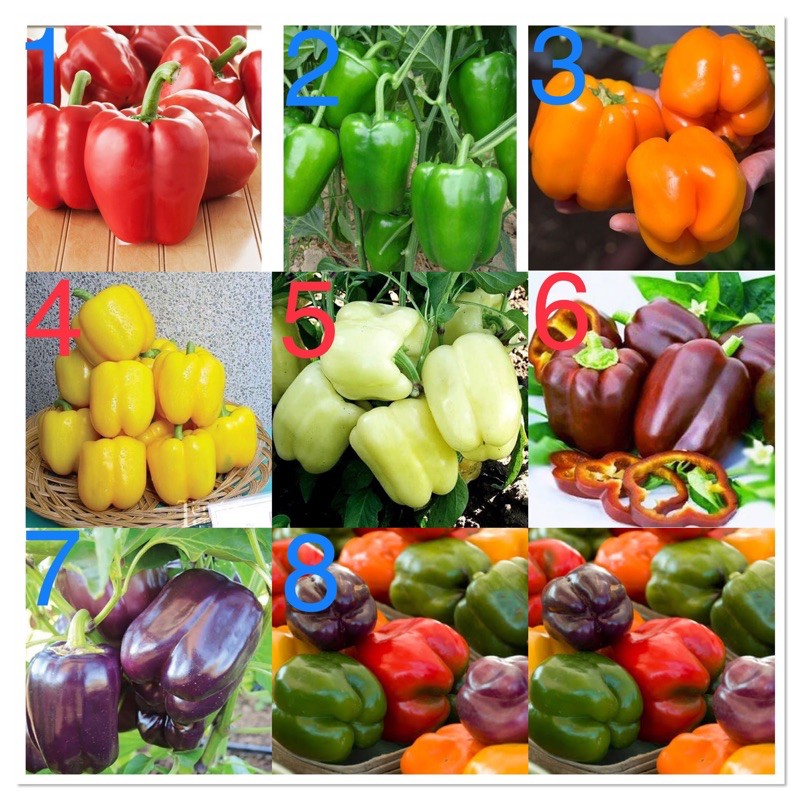เมล็ดพันธุ์ พริกหวาน (  Sweet Pepper Seed )  สีแดง,สีเขียว, สีส้ม, สีเหลือง, สีขาว, ฯลฯ มีให้เลือก 8 ชนิดค่ะ