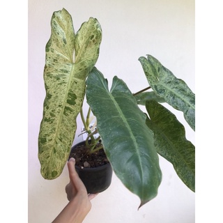 ✅มีของแถมทุกออเดอร์ - Philodendron pariso verde -