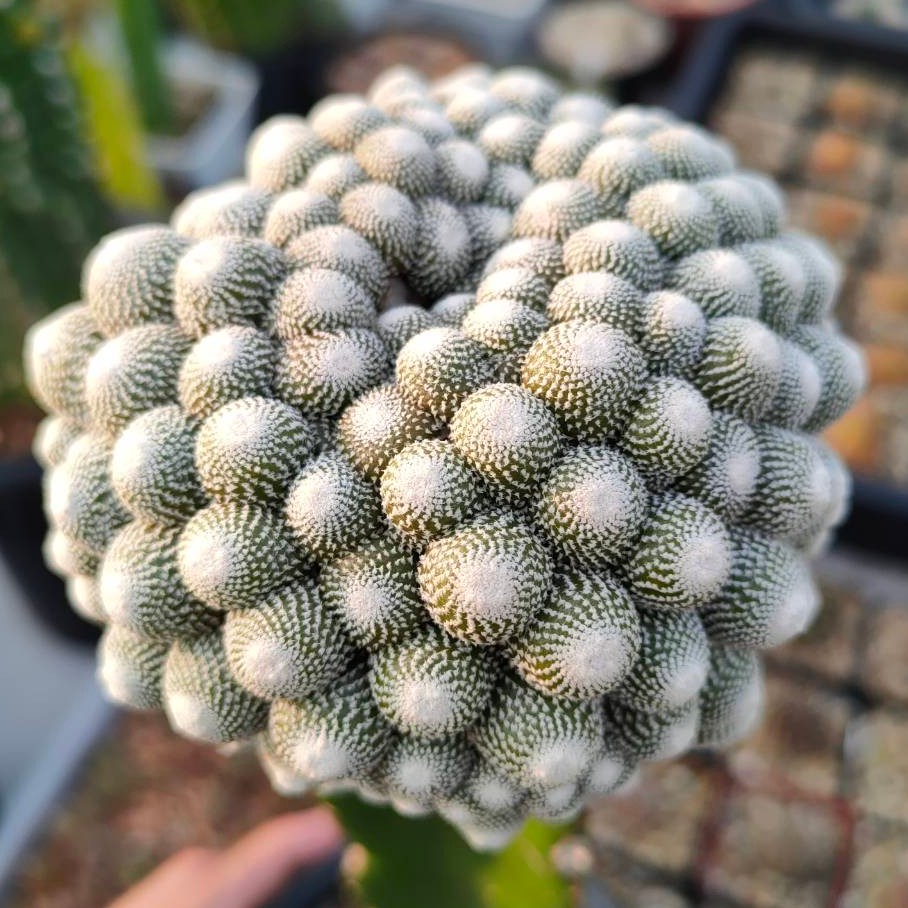 Cake Cactus Farm กระบองเพชร Blossfeldia liliputiana บอสเฟลเดีย