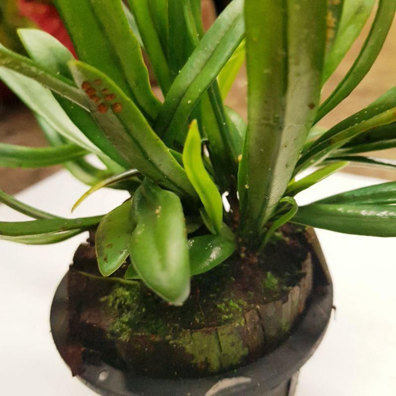 เฟิร์นปีกแมลงทับ กระถาง4นิ้ว Microsorum Thailandicum T.boonkerd&Noot