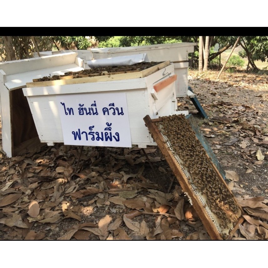 น้ำผึ้งป่าเดือนห้า ขวดพลาสติก ตราผึ้ง 3 ตัว 1000g ชุด 3 ขวด - รูปที่ 3