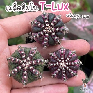 ชุดเพาะเมล็ด 🌸 T-Lux ผสม ยิมโนด่าง  🌸🌵กระบองเพชร/แคคตัส 🌵