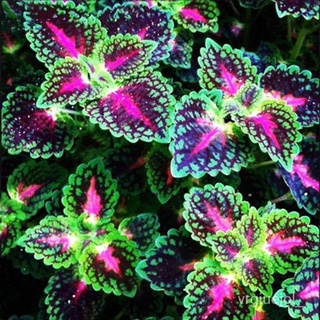 20pcs/Bag Coleus benih Bonsai Flower Leaf Plants Rainbow Dragon Plant Garden SfvR