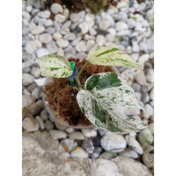 Epipremnum pinnatum marble variegated  3 ใบ อีพิมาร์เบิ้ล