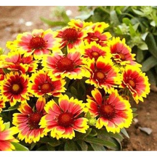 เมล็ด ดอกเดือนฉาย (Gaillardia Blanket flower Red &amp;Yellow) บรรจุ 15 เมล็ด