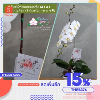 ของขวัญกล้วยไม้จริง ฟาแลนนอปซิสจัดกระถาง PU สีขาวดอกใหญ่  1 ต้นส่งฟรีทั่วไทย รับสินค้าเองที่สถานีขนส่งในแต่ละจังหวัด