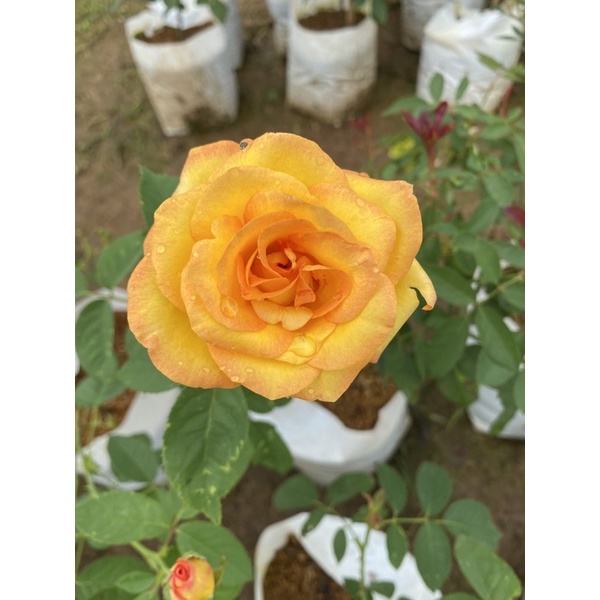 กุหลาบสีเหลือง Grandiflora (โกลด์เมดัล) รูปที่ 3
