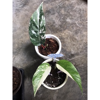 ส่งฟรี พลูฉีกอิพิด่างขาว 3สี Epipremnum Pinnatum Variegated และพลูราชินีหินอ่อน Epipremnum aureum marble queen