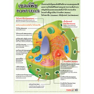 โปสเตอร์พลาสติก PP เรื่องเซลส์พืช #EP-112