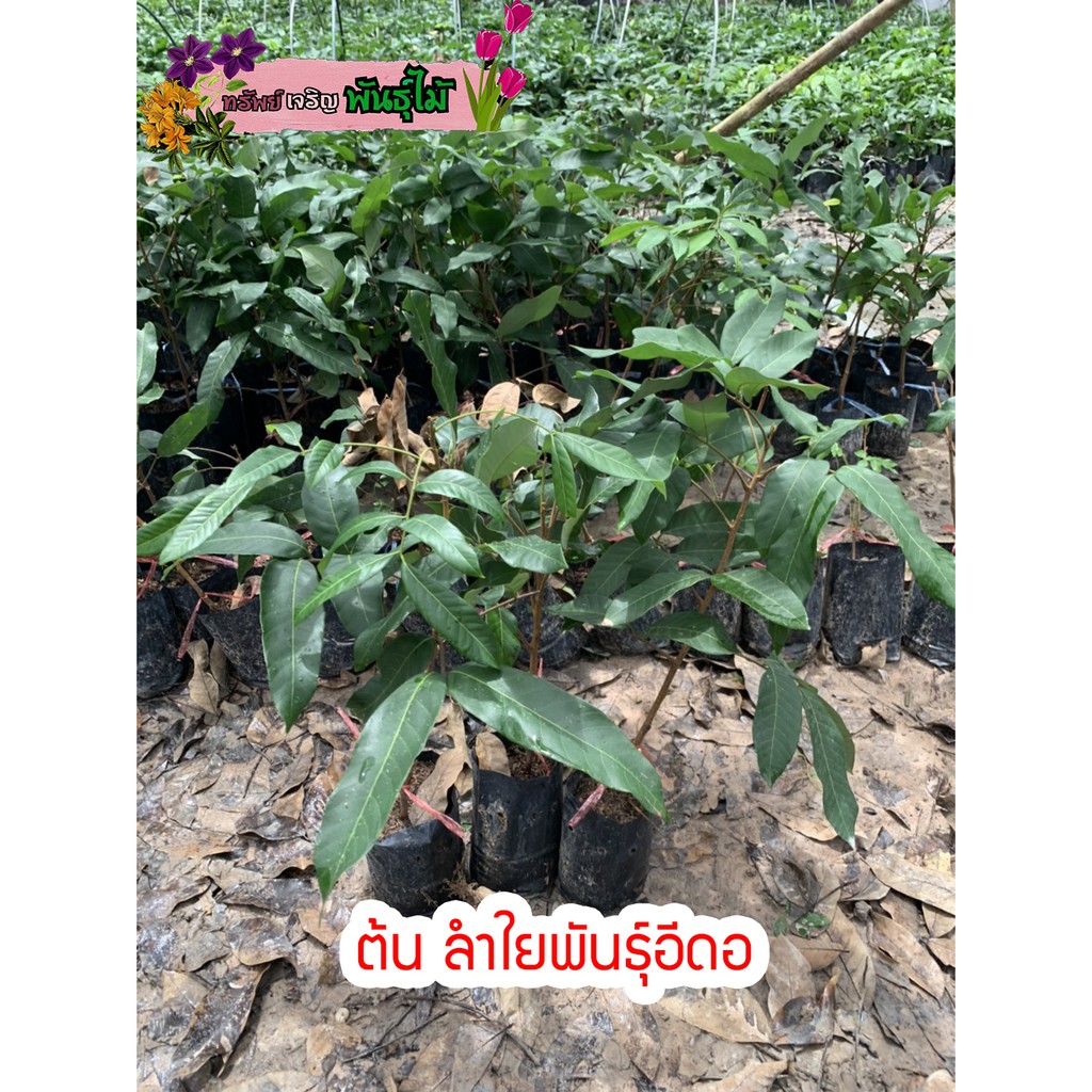 ต้นลำใยพันธุ์อีดอ แบบเสียบยอด สูง40-50cm. ต้นแข็งแรงพร้อมปลูก พร้อมส่ง สำคัญกรุณาสั่งซื้อในเวลา12:00น.-00:00น.